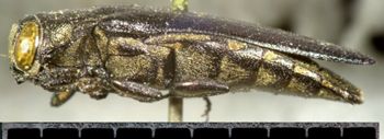 Media type: image;   Entomology 25970 Aspect: habitus lateral view